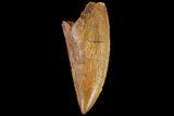 Serrated, Raptor Tooth - Real Dinosaur Tooth #134524-1